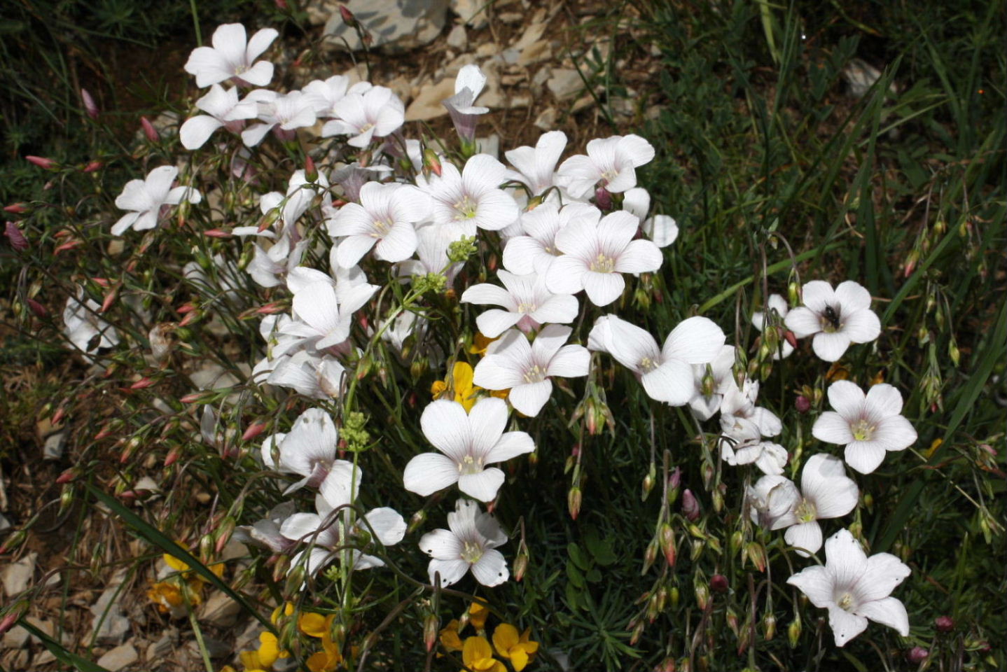 Linum suffruticosum / Lino suffruticoso